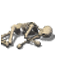 File:Chest skeleton.png